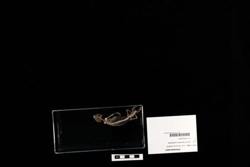 Uromastyx geyri