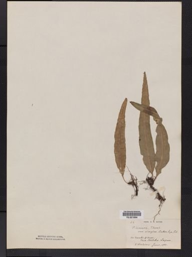 Polypodium