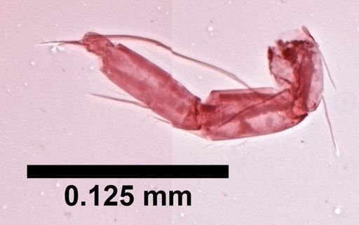 Cypria petenensis