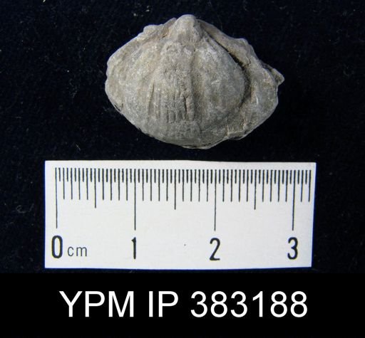 undet. Brachiopoda