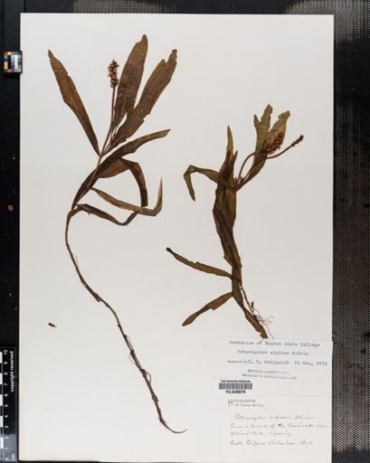 Potamogeton alpinus