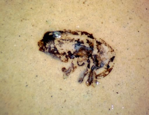 undet. Curculionidae