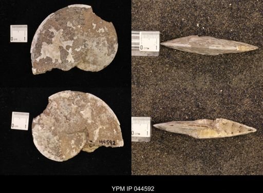 Sphenodiscus lenticularis