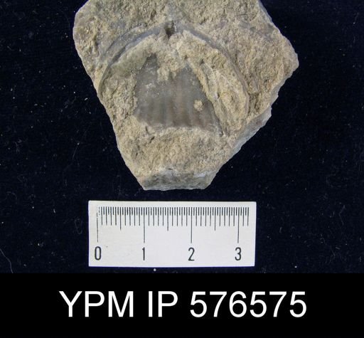 Uncinulus sp.