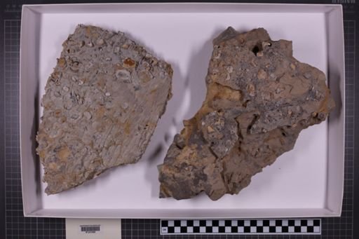 mixed taxa, stratigraphic collection