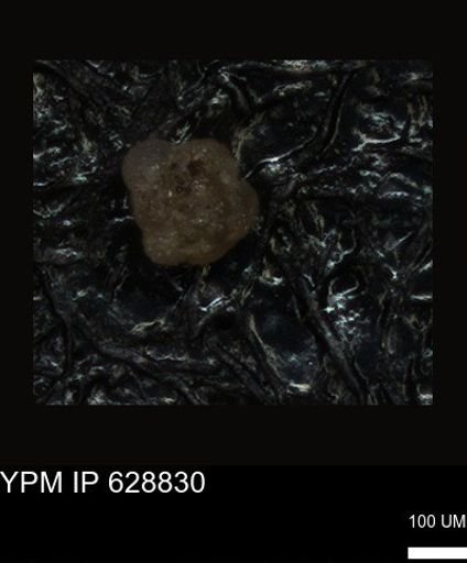 undet. Foraminiferida