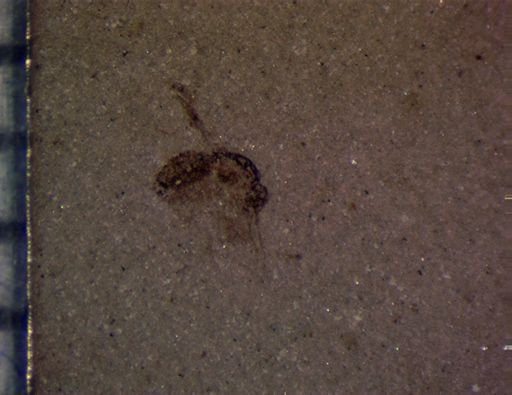 undet. Hymenoptera