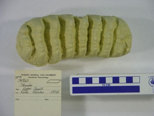 Stegodon sp.