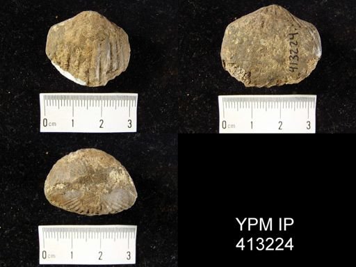Orthorhynchula sp.