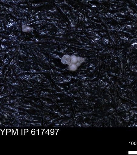 undet. Heterohelicidae