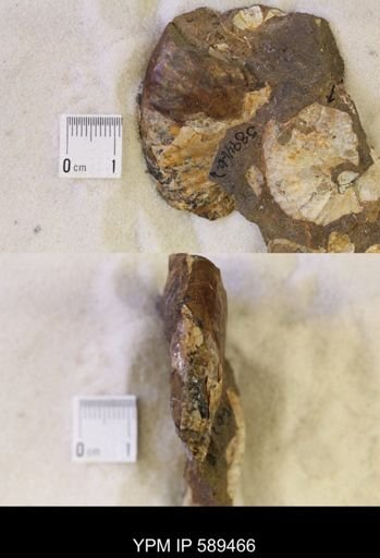undet. Scaphitidae