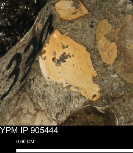 undet. Mollusca