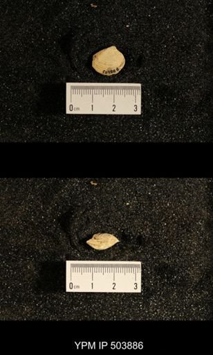 Astartella concentrica