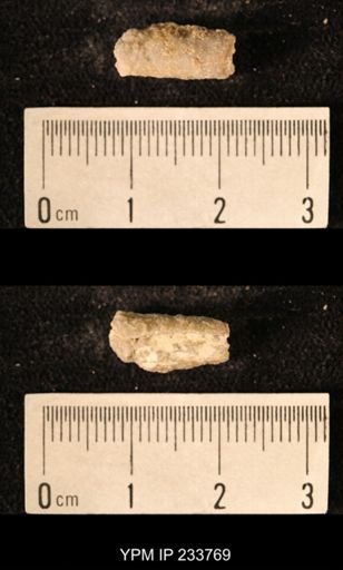 Archaeocidaris sp.