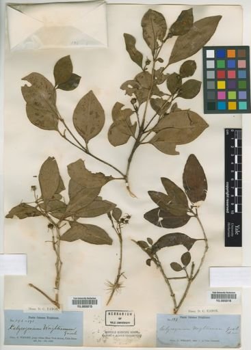 Calycogonium wrightianum