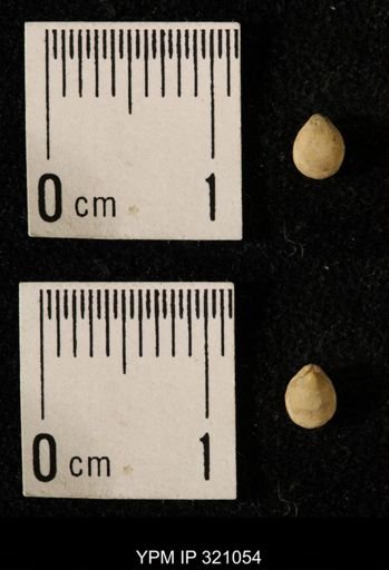 Dielasma elongatum