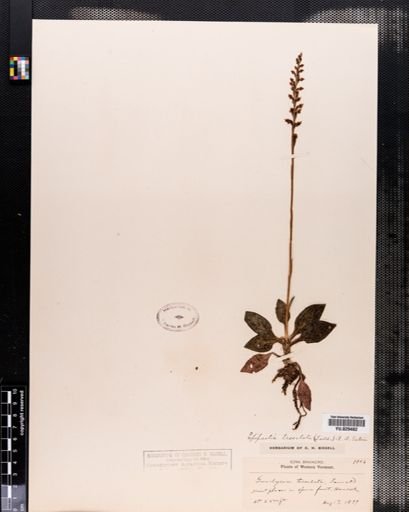 Goodyera tesselata