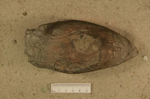 Billingsites acutus