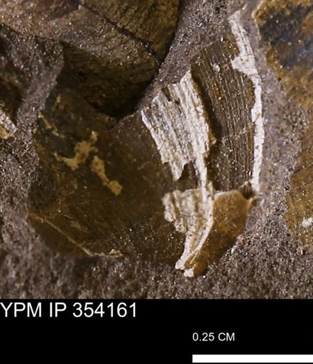 undet. Bivalvia