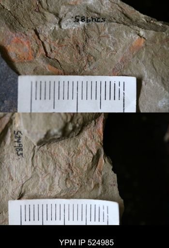 undet. Graptolithina