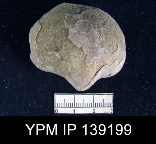 Reticularia cf. elegantula