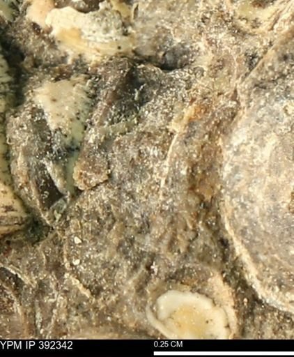 Protocardia subquadrata