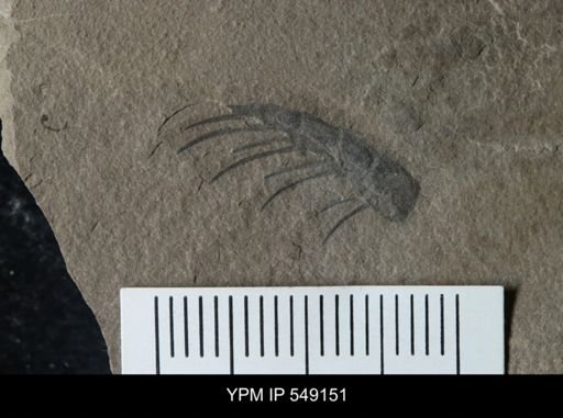 undet. Eurypterida