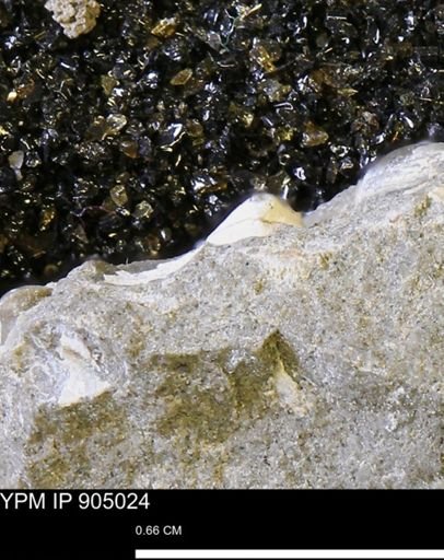 undet. Mollusca
