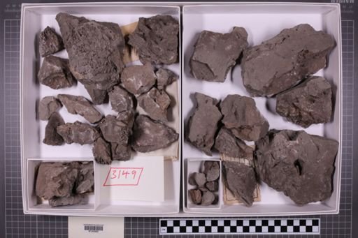 mixed taxa, stratigraphic collection