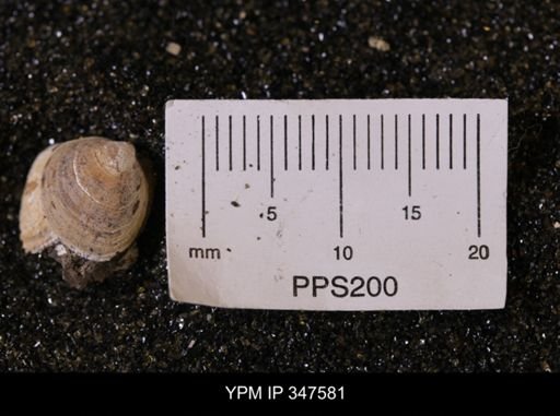 Limopsis striatopunctatus