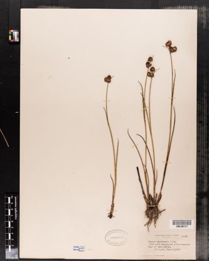Juncus canadensis