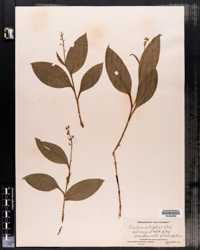 Maianthemum