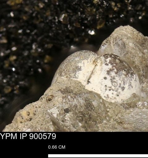 undet. Bivalvia