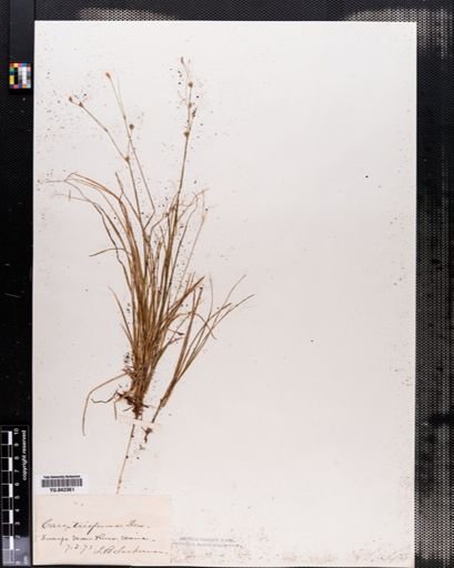 Carex trisperma