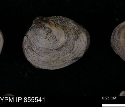 Limopsis striatopunctatus