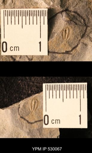 Elrathia kingi