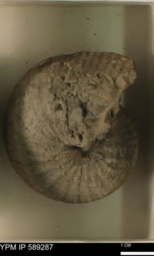 Scaphites