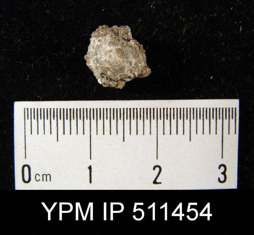 Productella sp.