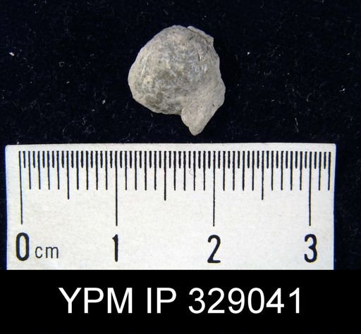 Productella productoides