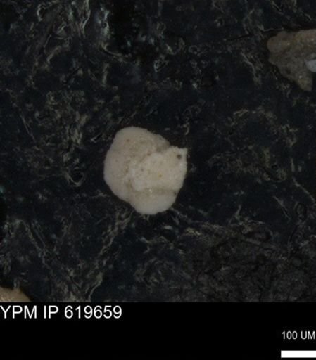 undet. Foraminiferida