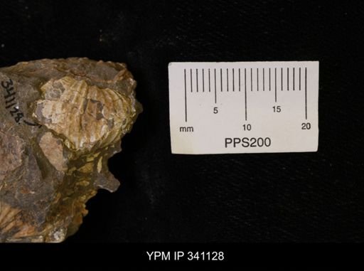 Scaphites sp.