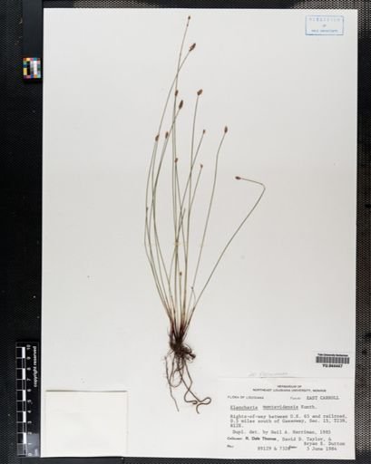 Eleocharis