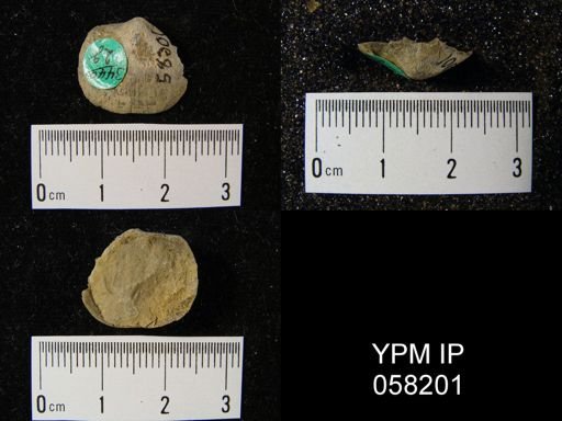 Dalmanella perelegans