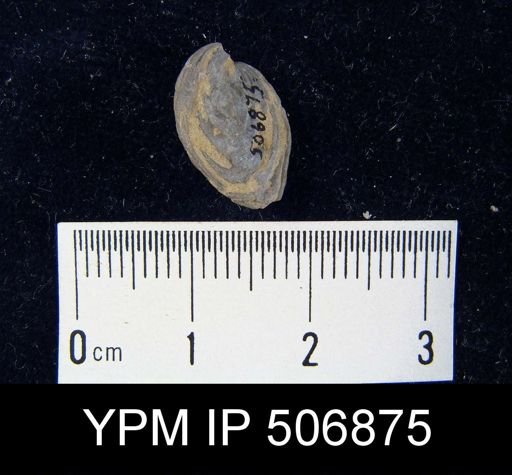 Hustedia sp.