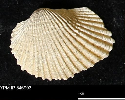 Scapharca transversa