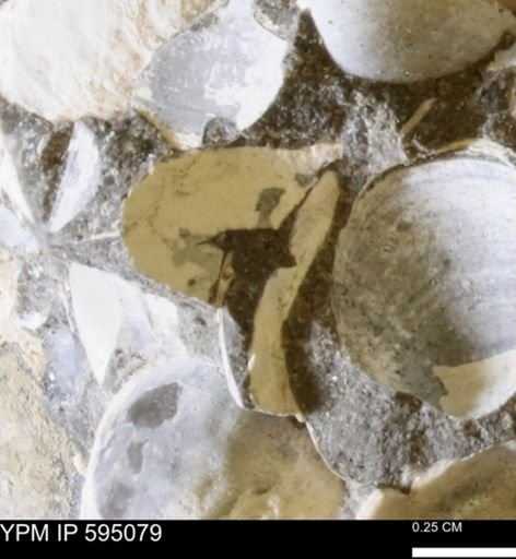 Protocardia sp.