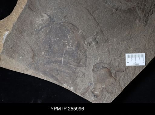 Erettopterus sp.