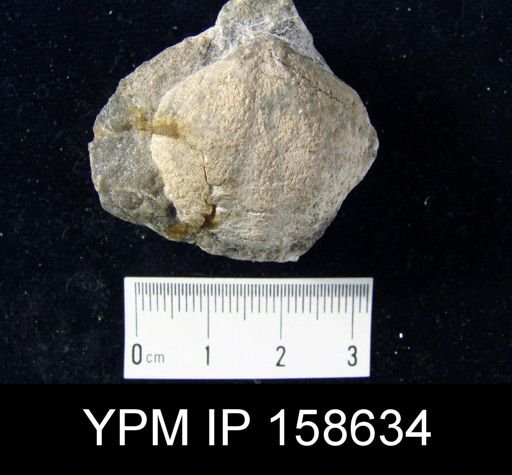 Clorinda barrandei