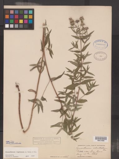 Pycnanthemum virginianum