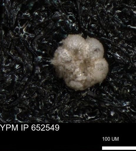 undet. Foraminiferida